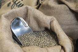 Rohe Kaffeebohne Rohe Kaffeebohne